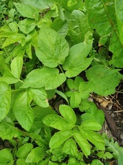 Aegopodium podagraria