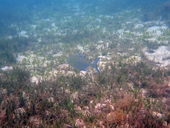 Pseudocaranx