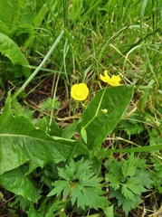Ranunculus