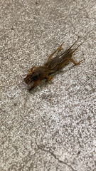 Gryllotalpa orientalis