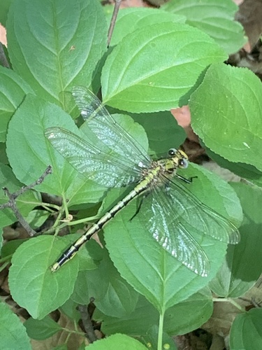 Horned Clubtail photo 4