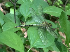 Arigomphus