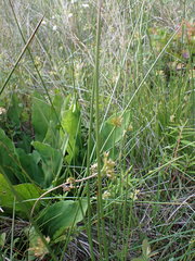Juncus effusus effusus