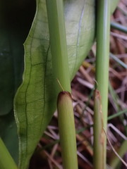 Juncus effusus effusus