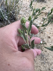 Xanthisma grindelioides