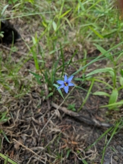 Sisyrinchium montanum