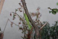 Rhombomantis tectiformis