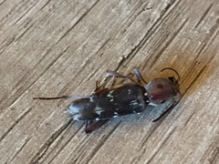 Xylotrechus smei