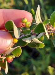 Cotoneaster alaunicus