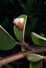 Cotoneaster alaunicus