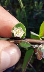 Cotoneaster alaunicus