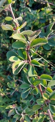 Cotoneaster alaunicus