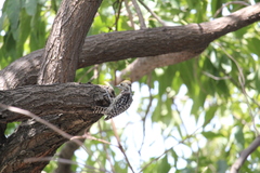 Leiopicus mahrattensis