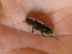 Xylotrechus smei