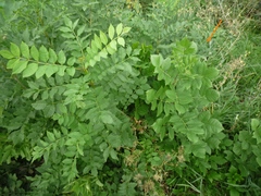Fraxinus pennsylvanica lanceolata