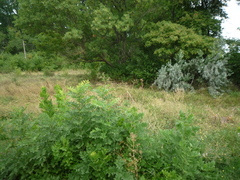 Fraxinus pennsylvanica lanceolata