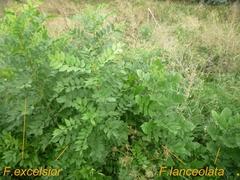 Fraxinus pennsylvanica lanceolata
