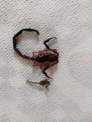 Centruroides fulvipes