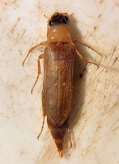 Selonodon