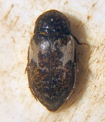 Dermestes marmoratus