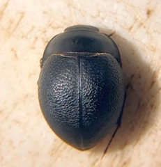 Eusattus muricatus