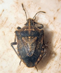 Prionosoma podopioides