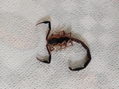 Centruroides fulvipes