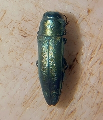 Agrilus sapindi