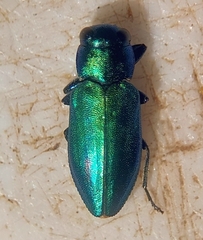 Chrysobothris purpureovittata
