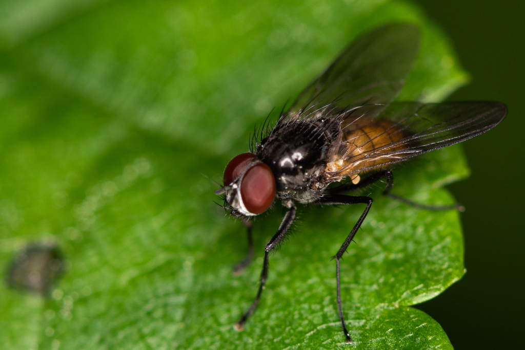 Thricops semicinereus from Королёв, Московская обл., Россия on June 15 ...