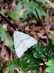 Lymantria xylina