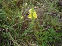 Linaria biebersteinii ruthenica