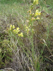 Linaria biebersteinii ruthenica