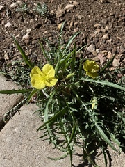 Oenothera flava