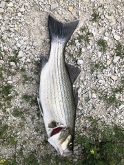Morone chrysops × saxatilis