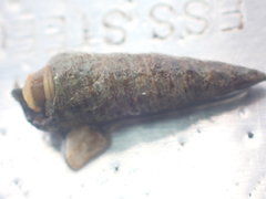 Batillaria attramentaria