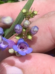 Penstemon leonardii