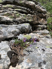 Penstemon leonardii