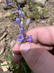 Penstemon leonardii