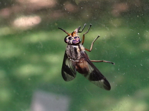 Mountain Deer Fly photo 3
