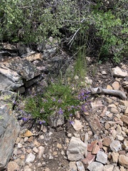 Penstemon leonardii