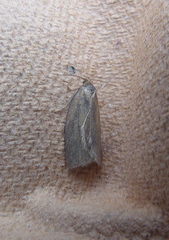 Zelotherses paleana