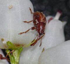 Hexatmetus