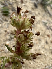 Ipomopsis spicata