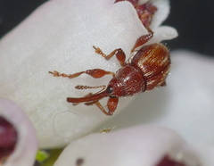 Hexatmetus