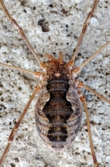 Phalangium opilio
