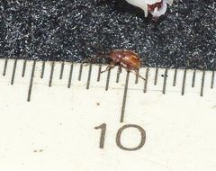 Hexatmetus