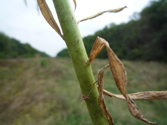 Linaria biebersteinii ruthenica