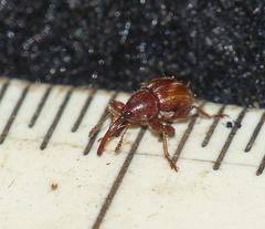 Hexatmetus