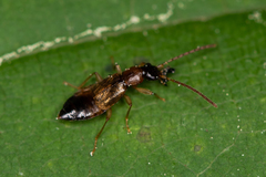Anthophagus angusticollis